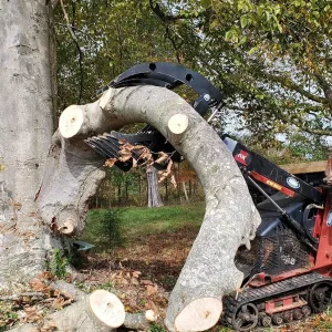A BPT BobcatMT Single/Dual Clam Grapple, mounted on a compact tracked loader, grips a large, freshly cut tree branch beside a tall tree in a grassy outdoor area scattered with autumn leaves.