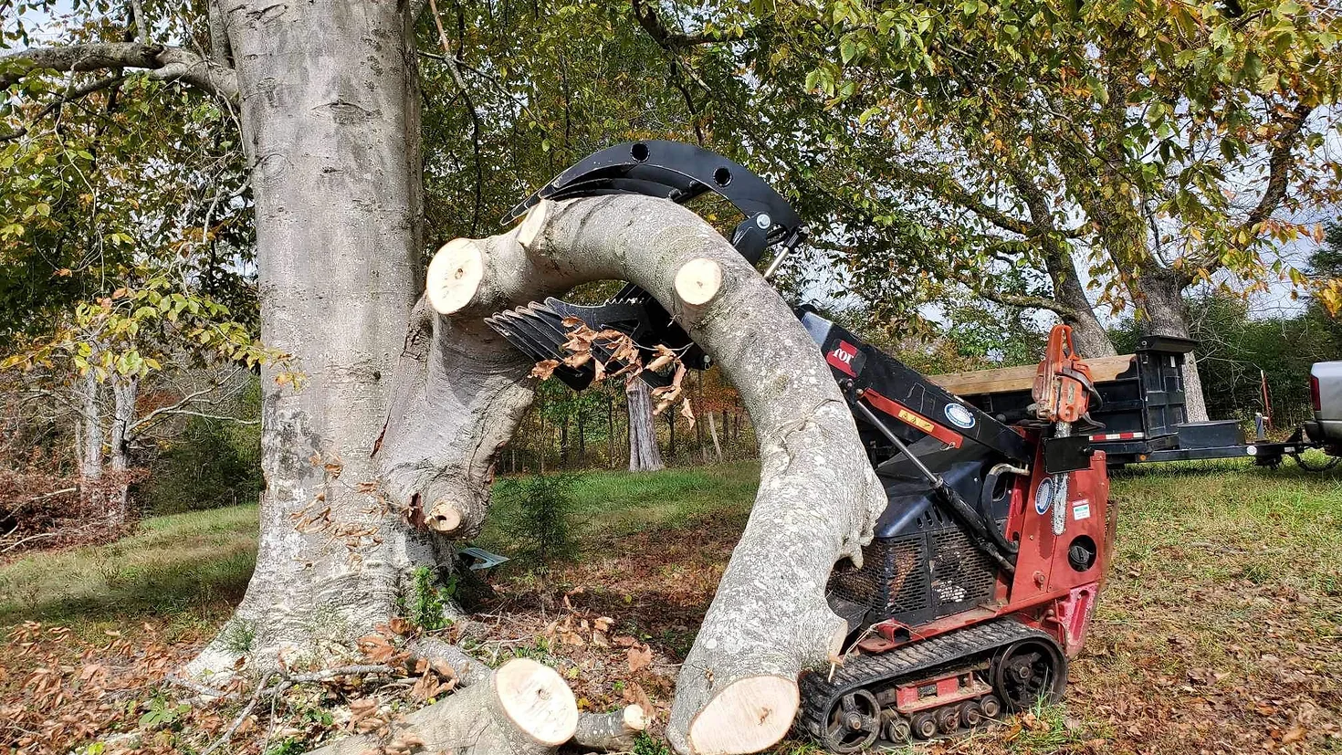 ce79f6_3c796caa83494f529cdbaddaa46c75c9mv2-1.webp A BPT BobcatMT Single/Dual Clam Grapple, mounted on a compact tracked loader, grips a large, freshly cut tree branch beside a tall tree in a grassy outdoor area scattered with autumn leaves.